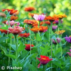 ZINNIA MIX ZINNIA MIX