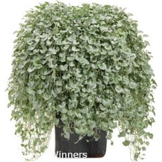 DICHONDRA SILVER FALLS DICHONDRA SILVER FALLS