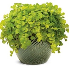 LYSIMACHIA AUREA LYSIMACHIA AUREA