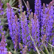 SALVIA NEM BUMBLEBLUE
