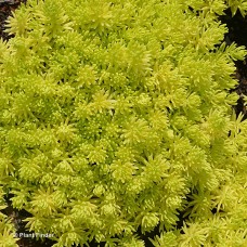SEDUM LEMON SEDUM LEMON