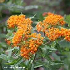 ASCLEPIAS TUBEROSA ASCLEPIAS TUBEROSA