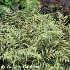 ATHYRIUM GODZILLA ATHYRIUM GODZILLA