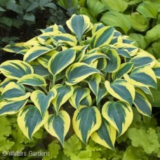 HOSTA AUTUMN FROST HOSTA AUTUMN FROST