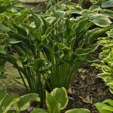 HOSTA PRAYING HANDS HOSTA PRAYING HANDS