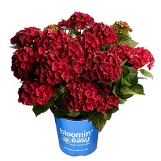 HYDRANGEA MAC CHERRY-GO-ROUND HYDRANGEA MAC CHERRY-GO-ROUND
