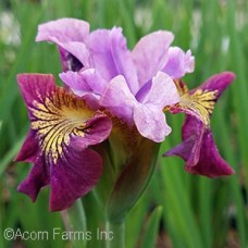 IRIS SIB MISS APPLE IRIS SIB MISS APPLE