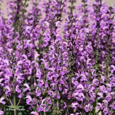 SALVIA BACK TO THE FUCHSIA