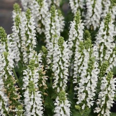 SALVIA NEM BUMBLESNOW SALVIA NEM BUMBLESNOW