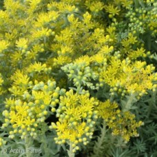 SEDUM BLUE SPRUCE SEDUM BLUE SPRUCE