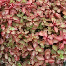 SEDUM SPU RED CARPET SEDUM SPU RED CARPET