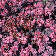 SEDUM SUNSPARKLER PLUM DAZZLED
