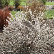 PRUNUS EASY AS PIE PRUNUS EASY AS PIE