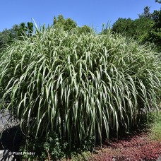 MISCANTHUS SIN CABARET MISCANTHUS SIN CABARET