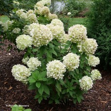 HYDRANGEA PAN POWERBALL HYDRANGEA PAN POWERBALL