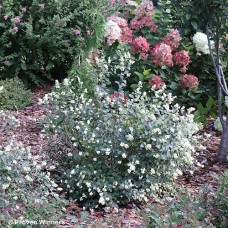 SYMPHORICARPOS PEARL SYMPHORICARPOS PEARL