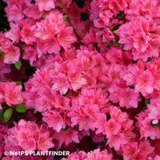 AZALEA KURUME TRADITION AZALEA KURUME TRADITION