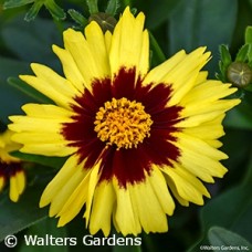 COREOPSIS UPTICK YELLOW N RED COREOPSIS UPTICK YELLOW N RED