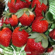 FRAGARIA OZARK BEAUTY FRAGARIA OZARK BEAUTY