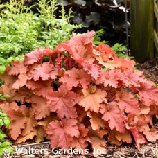 HEUCHERA PEACHBERRY ICE HEUCHERA PEACHBERRY ICE