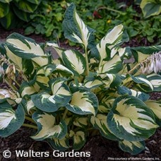 HOSTA HANS HOSTA HANS