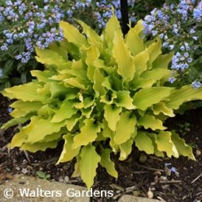 HOSTA TIME IN A BOTTLE HOSTA TIME IN A BOTTLE