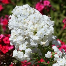 PHLOX PAN DAVID PHLOX PAN DAVID