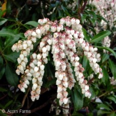 PIERIS JAP DOROTHY WYCOFF PIERIS JAP DOROTHY WYCOFF