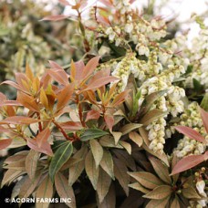 PIERIS JAP SCARLET OHARA PIERIS JAP SCARLET OHARA