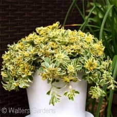 SEDUM BOOGIE WOOGIE SEDUM BOOGIE WOOGIE
