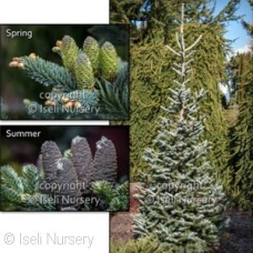 ABIES BALSAMEA TYLER BLUE ABIES BALSAMEA TYLER BLUE