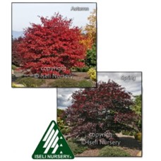 ACER PAL SHERWOOD FLAME ACER PAL SHERWOOD FLAME