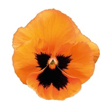 PANSY ORANGE BLOTCH