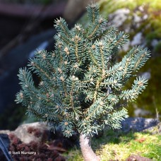 PICEA PUN SCOTTIE