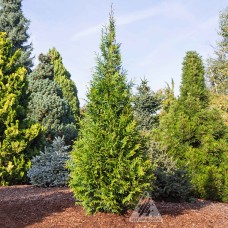 THUJA PLI GREEN SCREEN