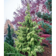 THUJA PLI LUCKY FIND THUJA PLI LUCKY FIND