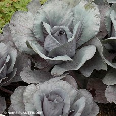 CABBAGE RUBY PERFECTION CABBAGE RUBY PERFECTION