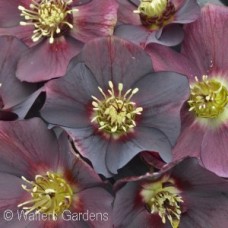 HELLEBORUS ROME IN RED HELLEBORUS ROME IN RED