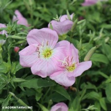 OENOTHERA SPECIOSA OENOTHERA SPECIOSA