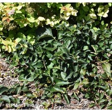 SCHIZOPHRAGMA HYD ROSE SENSATN SCHIZOPHRAGMA HYD ROSE SENSATN