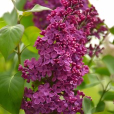SYRINGA VUL CONGO
