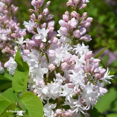 SYRINGA VUL KRASAVITSA MOSKVY