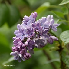SYRINGA VUL WONDERBLUE