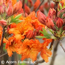 AZALEA EXB GIBRALTAR AZALEA EXB GIBRALTAR