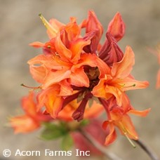 AZALEA EXB MANDARIN LIGHTS AZALEA EXB MANDARIN LIGHTS