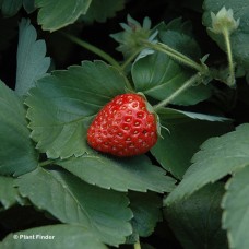 FRAGARIA FORT LARAMIE FRAGARIA FORT LARAMIE