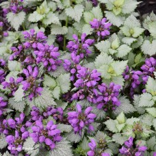 LAMIUM MAC GHOST LAMIUM MAC GHOST