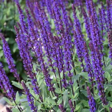 SALVIA NEM CARADONNA SALVIA NEM CARADONNA