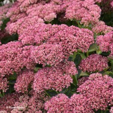 SEDUM SPE AUTUMN FIRE SEDUM SPE AUTUMN FIRE