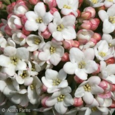VIBURNUM BURKWOODII MOHAWK VIBURNUM BURKWOODII MOHAWK